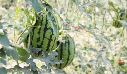 最近网红吃瓜,揭秘娱乐圈最新热点事件